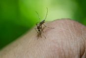 virus zapadnog nila, komarac