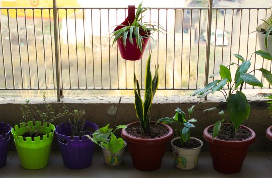 cvijeće, biljke, balkon