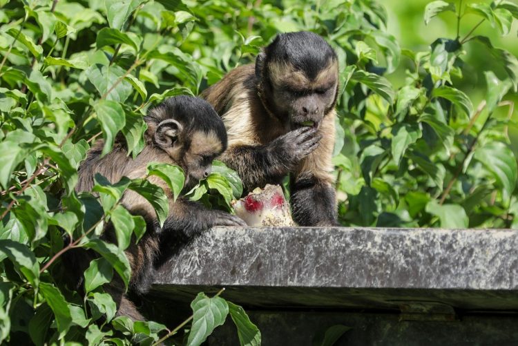 majmuni, zoološki vrt