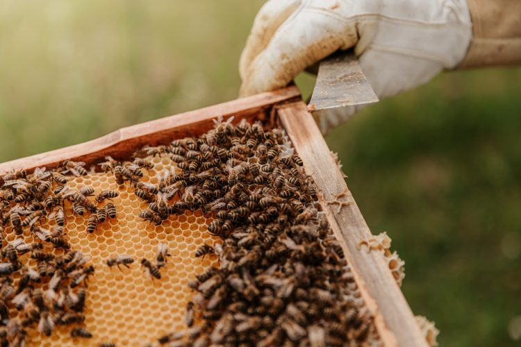 pčele, pčelarstvo, košnica