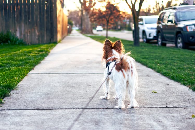 pas, kućni ljubimci, šetnja