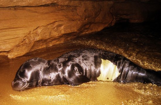 sredozemna medvjedica, morski čovik, Monachus monachus